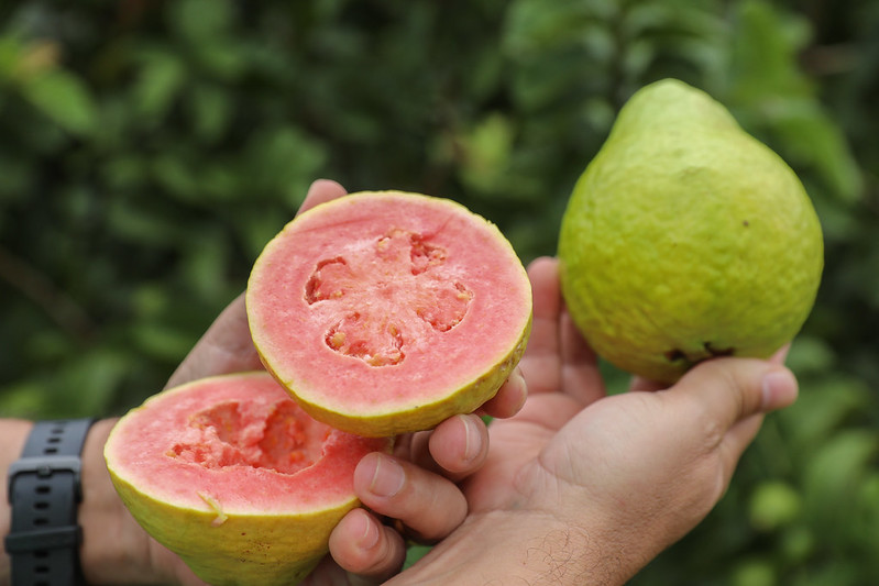 Encontro técnico ensina produtores rurais a utilizar drones em plantações de goiaba