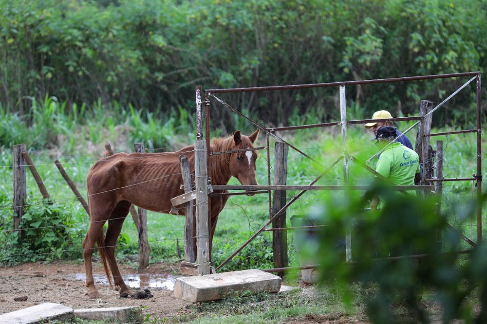 Apreensões de animais de grande porte triplicam no DF, ampliando adoções nos últimos anos