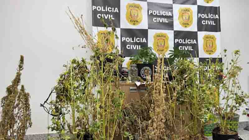 PCDF prende homem por tráfico de drogas em Taguatinga/DF