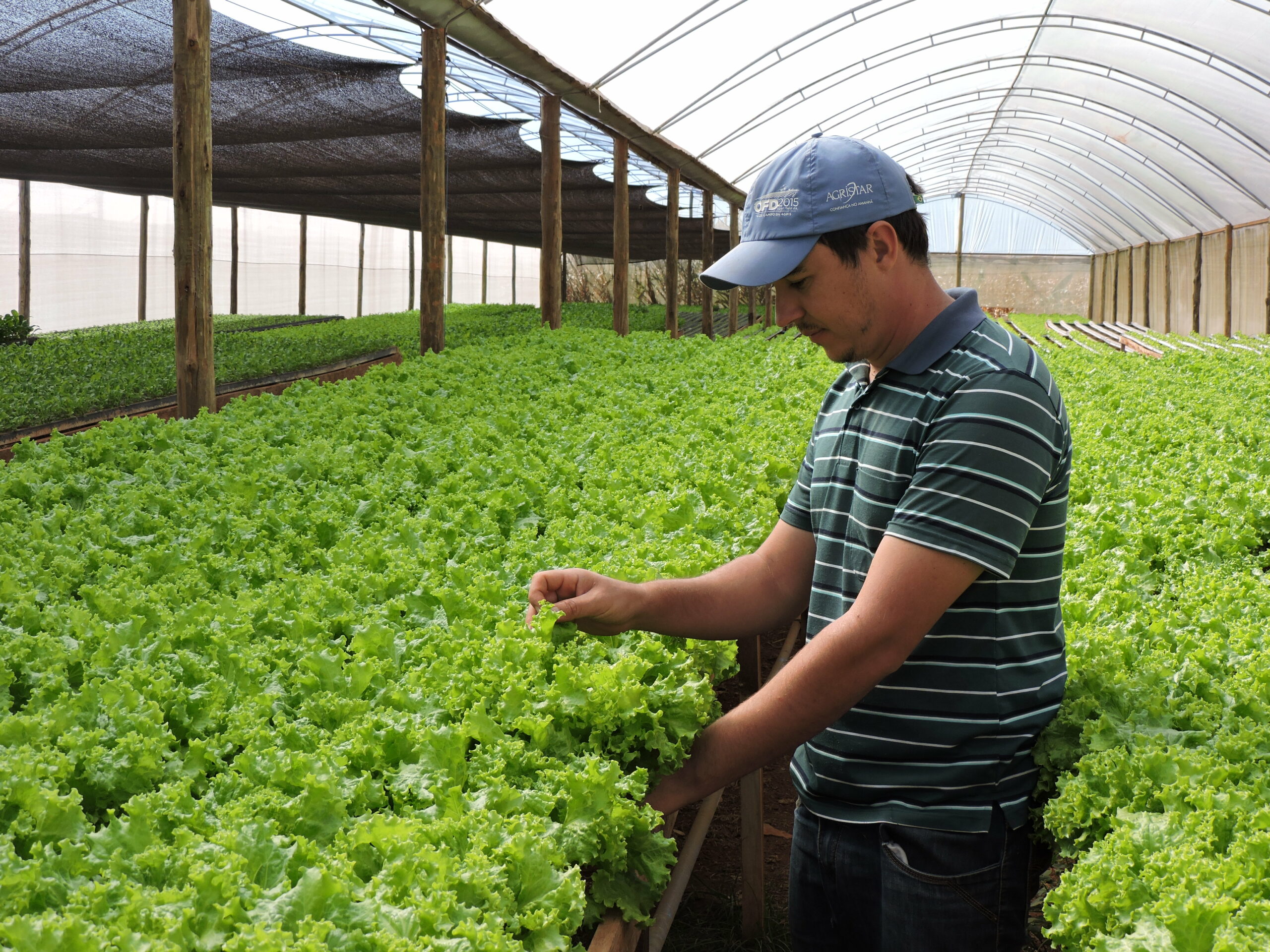 Divulgado relatório da produção agropecuária 2025, com destaque para a produção de alface e tomate no DF