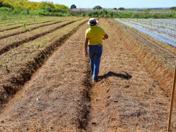 GDF lança edital para regularização fundiária de 182 imóveis rurais em Sobradinho