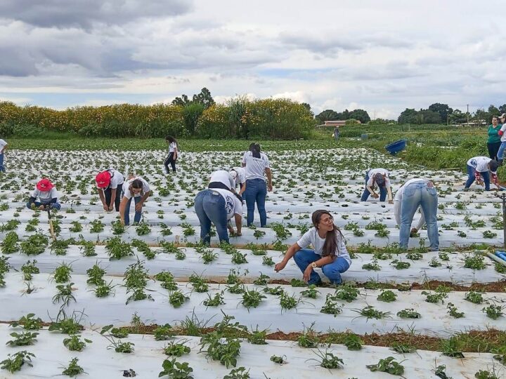 Mais de 100 mulheres são certificadas em programa de capacitação rural em Brazlândia