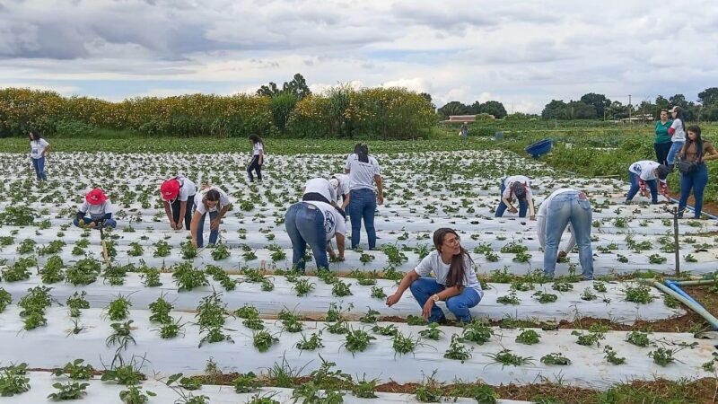 Mais de 100 mulheres são certificadas em programa de capacitação rural em Brazlândia