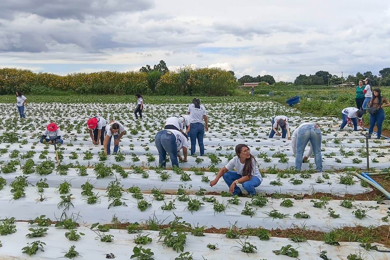 Mais de 100 mulheres são certificadas em programa de capacitação rural em Brazlândia