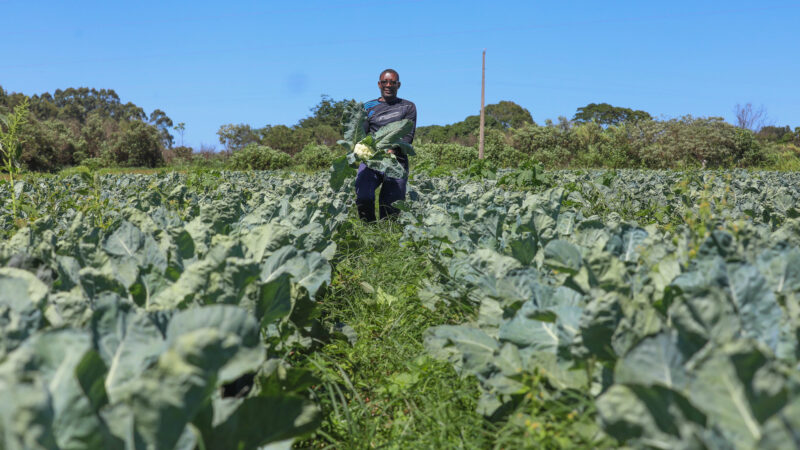 Agropecuária do DF mantém patamar histórico e movimenta R$ 5,8 bilhões em 2025