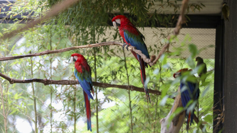 Aviário de imersão do Zoológico é fechado temporariamente para bem-estar de araras em período reprodutivo