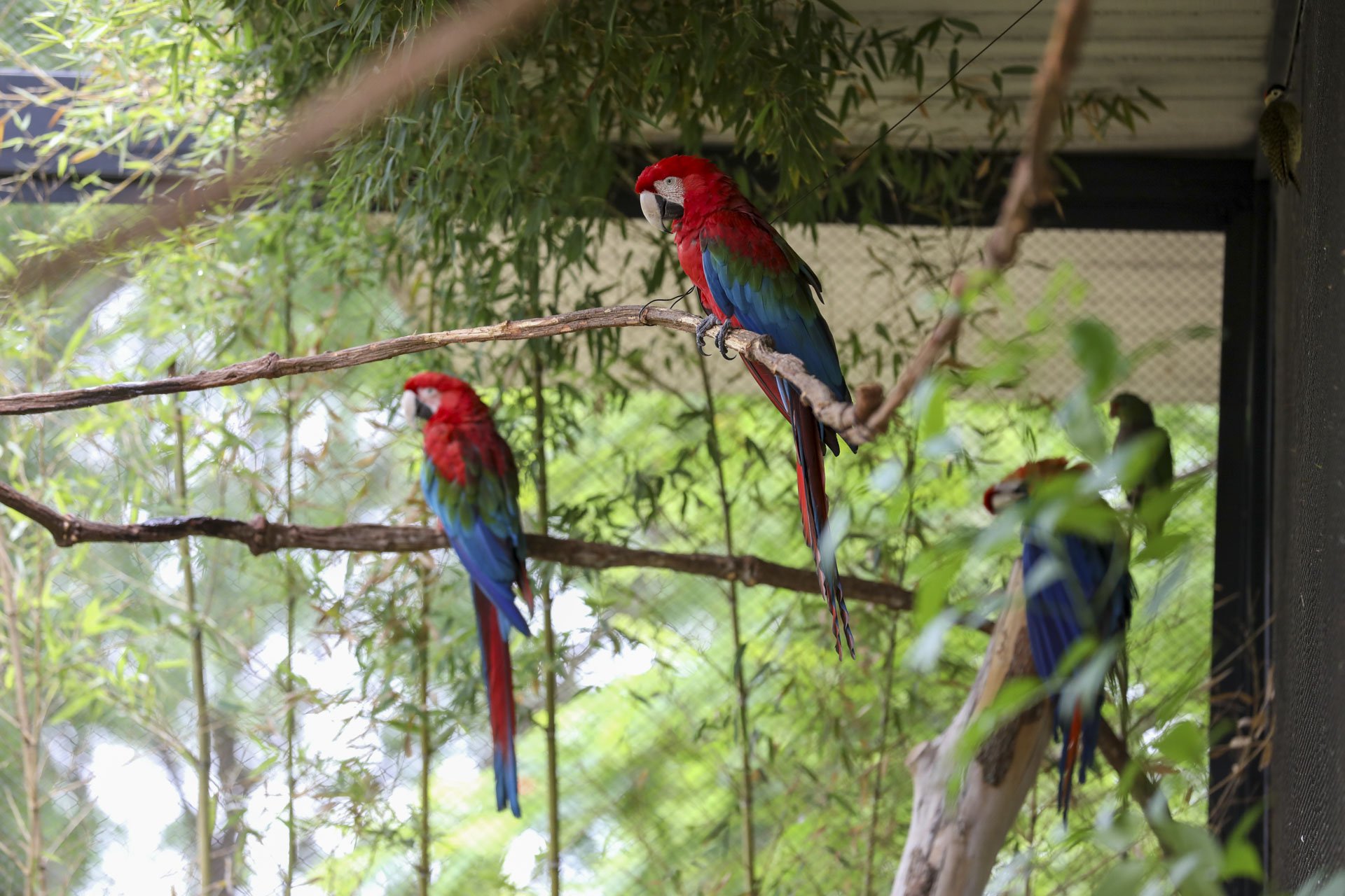 Aviário de imersão do Zoológico é fechado temporariamente para bem-estar de araras em período reprodutivo