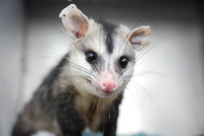 Animal silvestre ferido no DF? Saiba como agir e ajudar