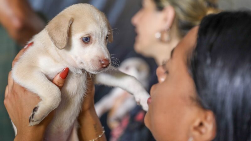 Castração gratuita no DF: GDF libera 1.800 vagas para cães e gatos a partir de segunda