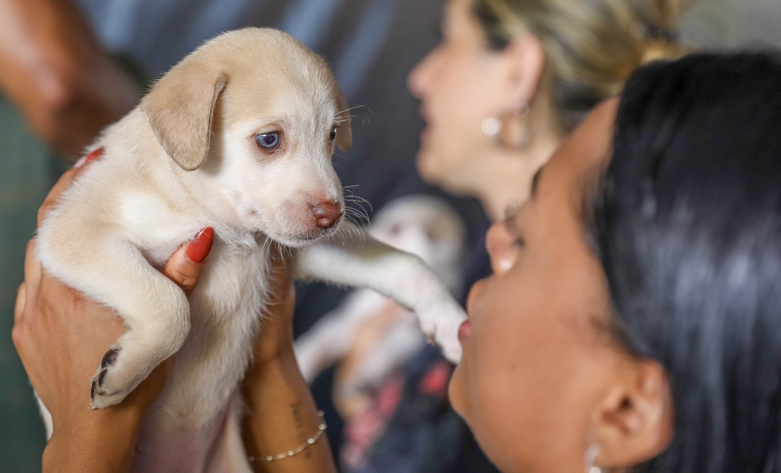 Castração gratuita no DF: GDF libera 1.800 vagas para cães e gatos a partir de segunda