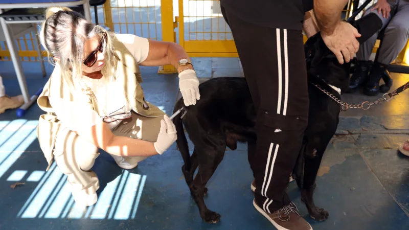 Vacinação de cães e gatos contra a raiva pode ser feita de segunda a sexta-feira 28-08-2026