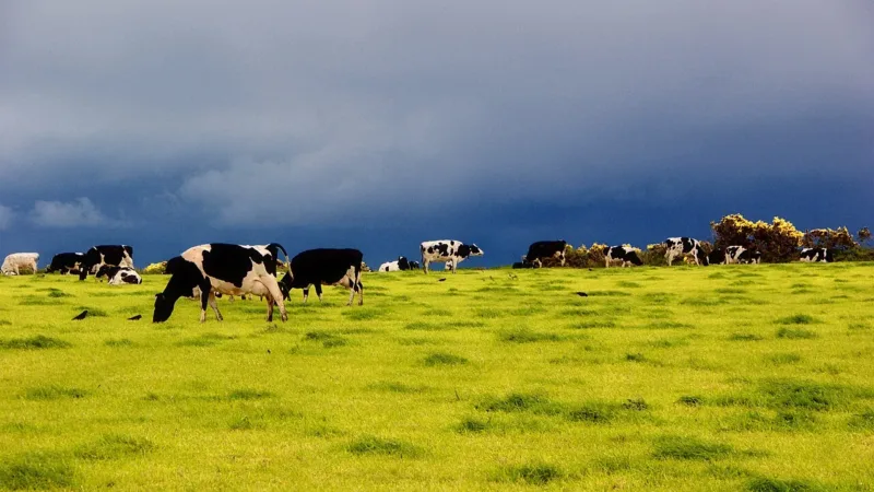 1º de junho, Dia Mundial do Leite: nutrição, economia e desafios ambientais