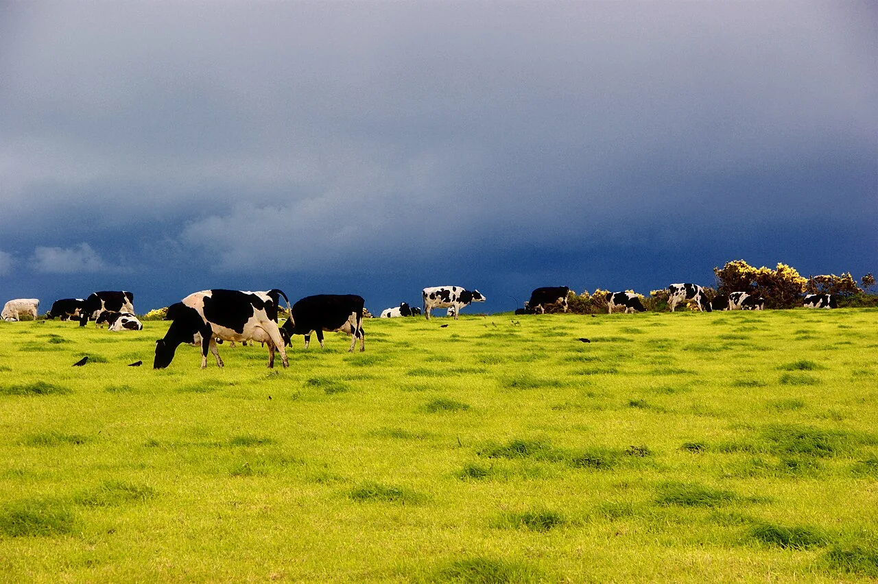 1º de junho, Dia Mundial do Leite: nutrição, economia e desafios ambientais