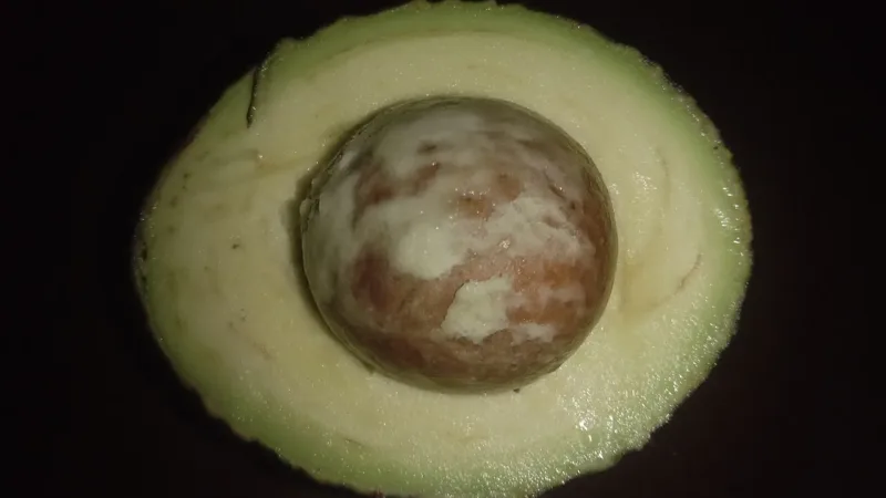 Abacate, peixes e aveia: cinco alimentos que ajudam a proteger o coração