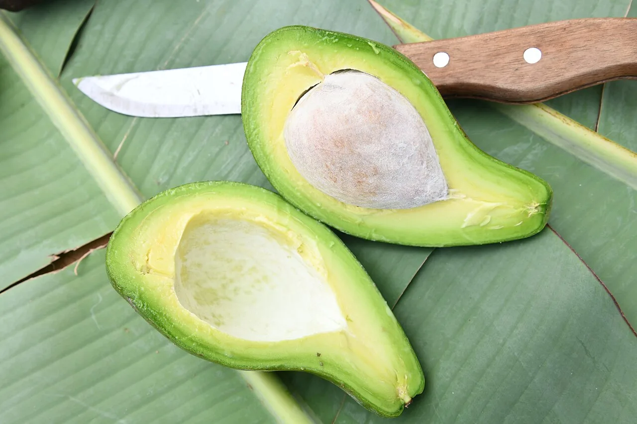 Abacate, peixes e grãos integrais: alimentos que ajudam a reduzir a gordura visceral