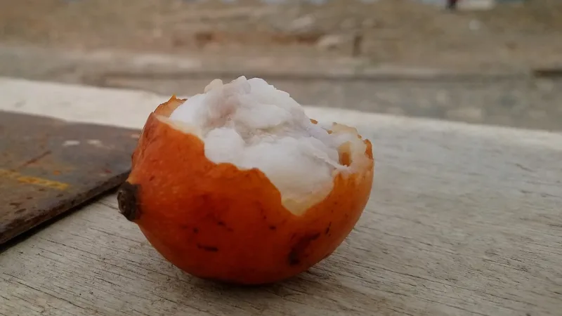 Achachairu, o “beijo de mel” boliviano, chama atenção por sabor e compostos antioxidantes