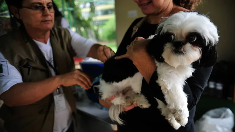 Alunos de Veterinária do UNICEPLAC ajudam a vacinar cerca de 800 animais contra a raiva no Gama