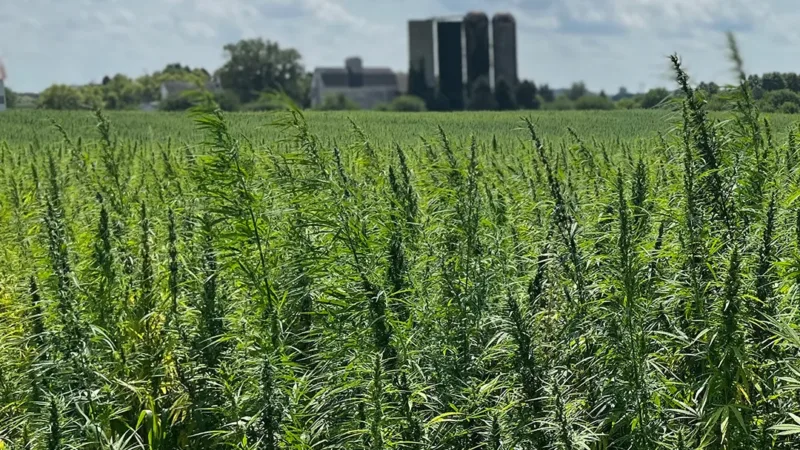 Anvisa dá à Embrapa autorização extraordinária para pesquisar o cultivo de cannabis