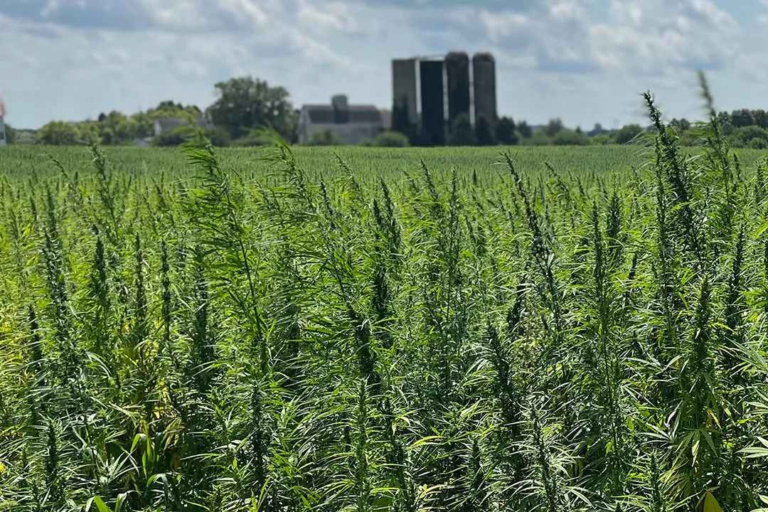 Anvisa dá à Embrapa autorização extraordinária para pesquisar o cultivo de cannabis