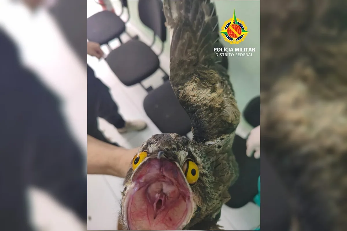 “Ave-fantasma da Amazônia” é resgatada ferida dentro de apartamento em Taguatinga