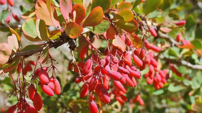 Berberina não é “Ozempic natural”: o que a ciência mostra sobre o suplemento
