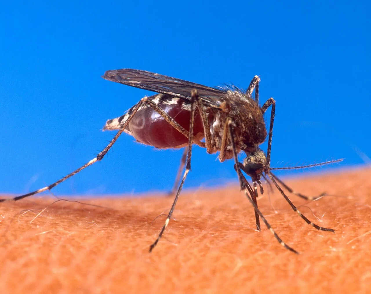 Butantan-DV: vacina da dengue em dose única recebe aval da Anvisa para pessoas de 12 a 59 anos
