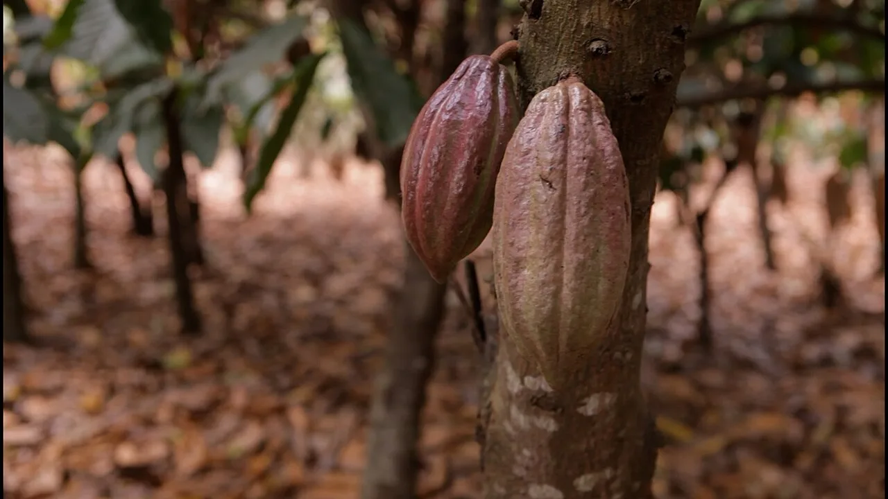Cacau vai além do sabor: conheça as vantagens do ingrediente do chocolate