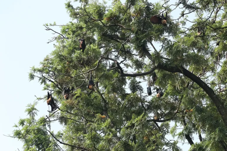 Casos de vírus Nipah em hospital de Bengala Ocidental mobilizam autoridades da Índia