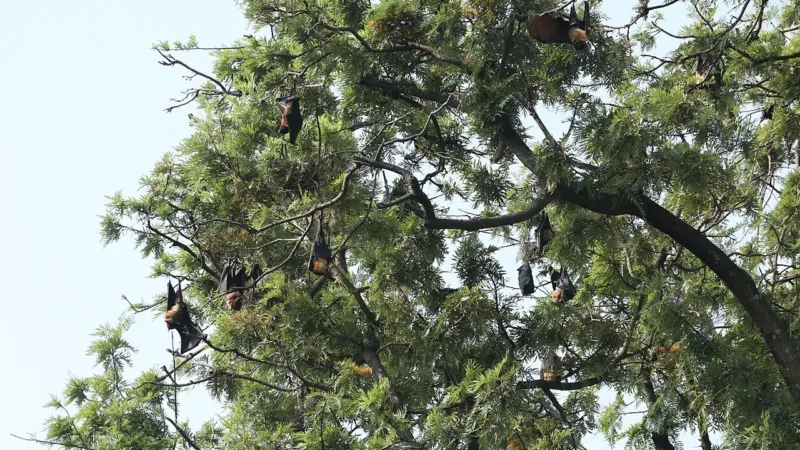 Casos de vírus Nipah em hospital de Bengala Ocidental mobilizam autoridades da Índia