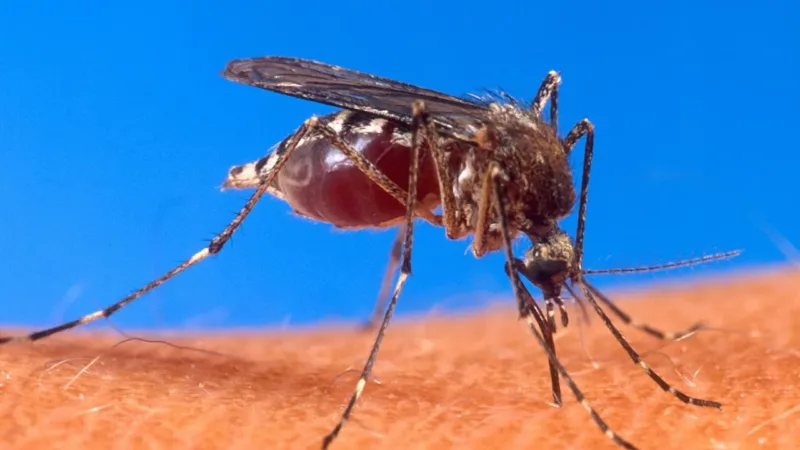 Casos prováveis de dengue caem cerca de 96% no Distrito Federal em 2025