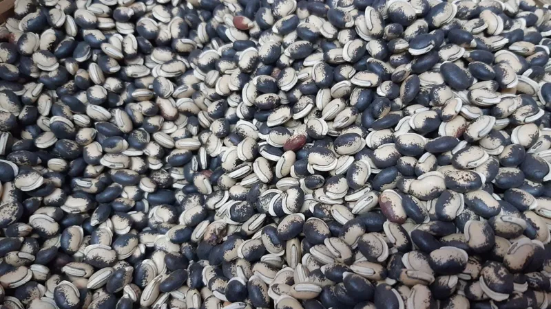 Chiclete feito com feijão-de-lablab reduz infecções de gripe e herpes em testes de laboratório