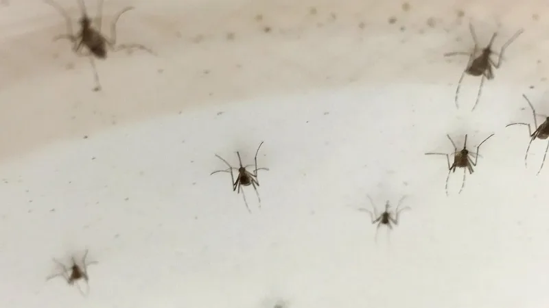 Chuvas fora de época na seca reativam ovos do Aedes e exigem vigilância contra a dengue no DF