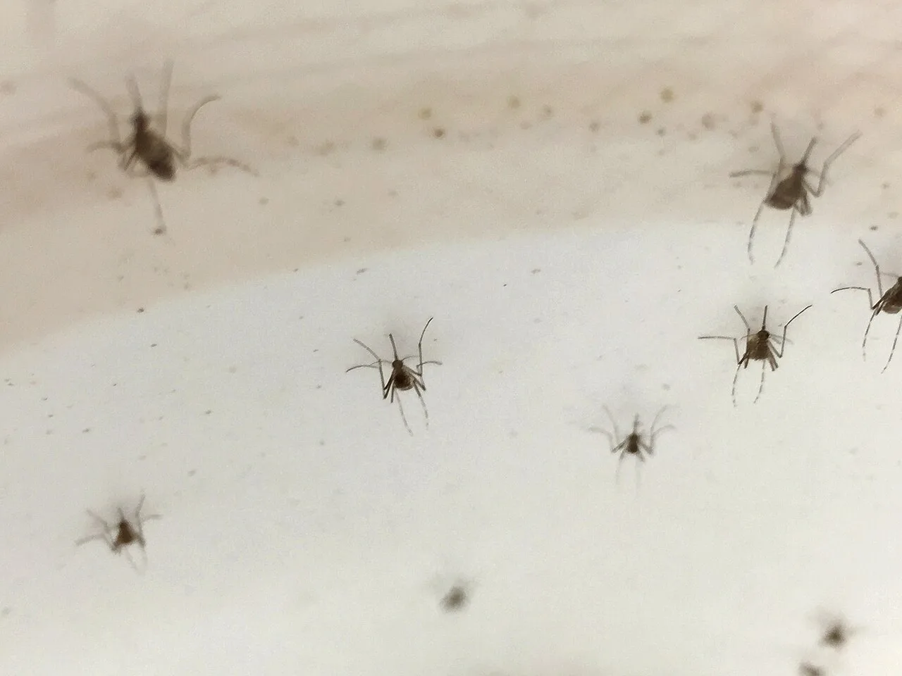 Chuvas fora de época na seca reativam ovos do Aedes e exigem vigilância contra a dengue no DF