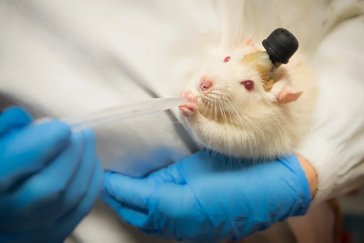 Cientistas espanhóis identificam circuito na amígdala que regula a ansiedade em ratos