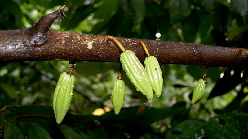Do cacau sagrado dos maias às barras de hoje: a história por trás do Dia do Chocolate