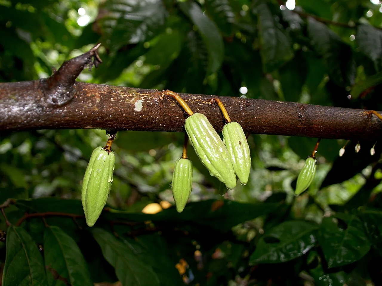 Do cacau sagrado dos maias às barras de hoje: a história por trás do Dia do Chocolate