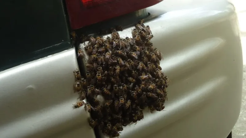 Enxame de abelhas invade casa em Taguatinga e é retirado com apoio dos bombeiros