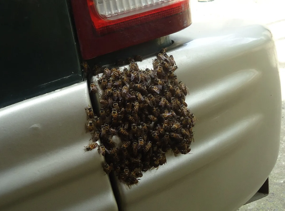 Enxame de abelhas invade casa em Taguatinga e é retirado com apoio dos bombeiros