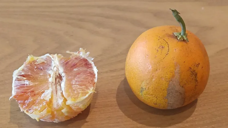 Extrato de laranja Moro: o que se sabe sobre o suplemento Morosil