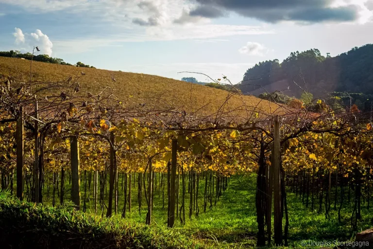 Fazenda Ercoara, no PAD-DF, une vinhos de inverno, cordeiro e enoturismo a 90 km de Brasília