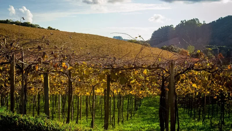 Fazenda Ercoara, no PAD-DF, une vinhos de inverno, cordeiro e enoturismo a 90 km de Brasília