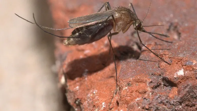 Febre oropouche: entenda a doença que teve as primeiras mortes confirmadas no Brasil