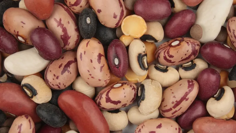 Feijão, lentilha e quinoa no prato: proteínas vegetais beneficiam o corpo e o meio ambiente