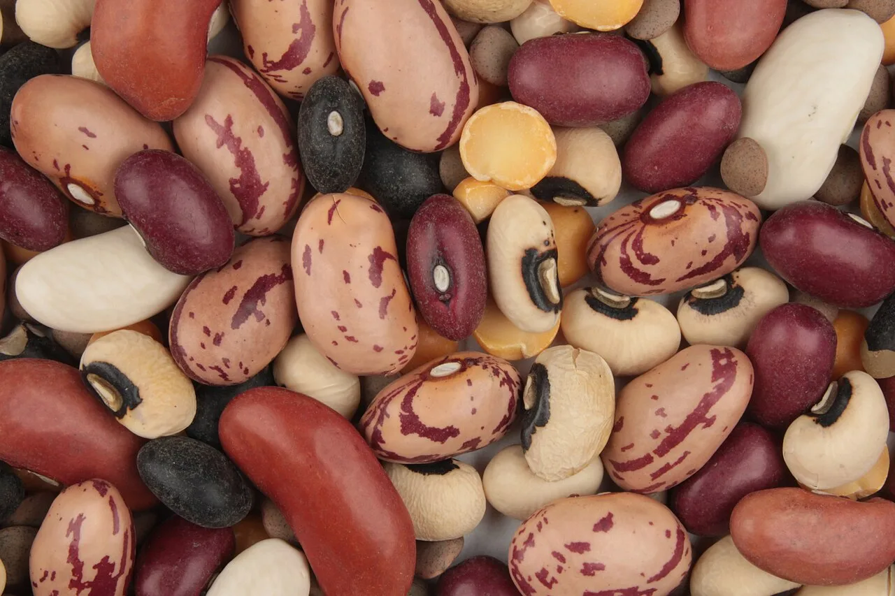 Feijão, lentilha e quinoa no prato: proteínas vegetais beneficiam o corpo e o meio ambiente