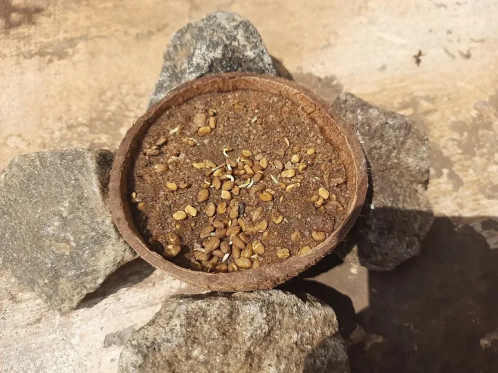 Feno-grego: conheça o fenacho, semente usada há séculos na cozinha e na medicina tradicional