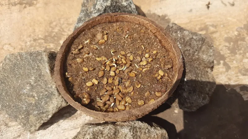 Feno-grego: conheça o fenacho, semente usada há séculos na cozinha e na medicina tradicional