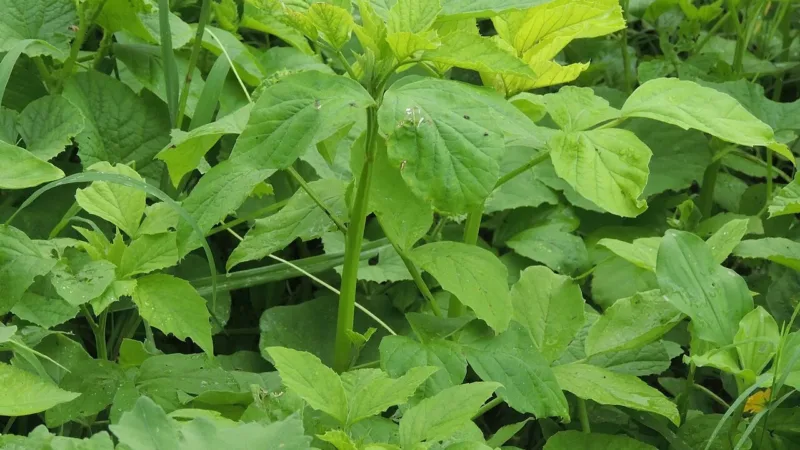 Goma guar: o que é essa fibra dos rótulos, para que ela serve e quais cuidados exige
