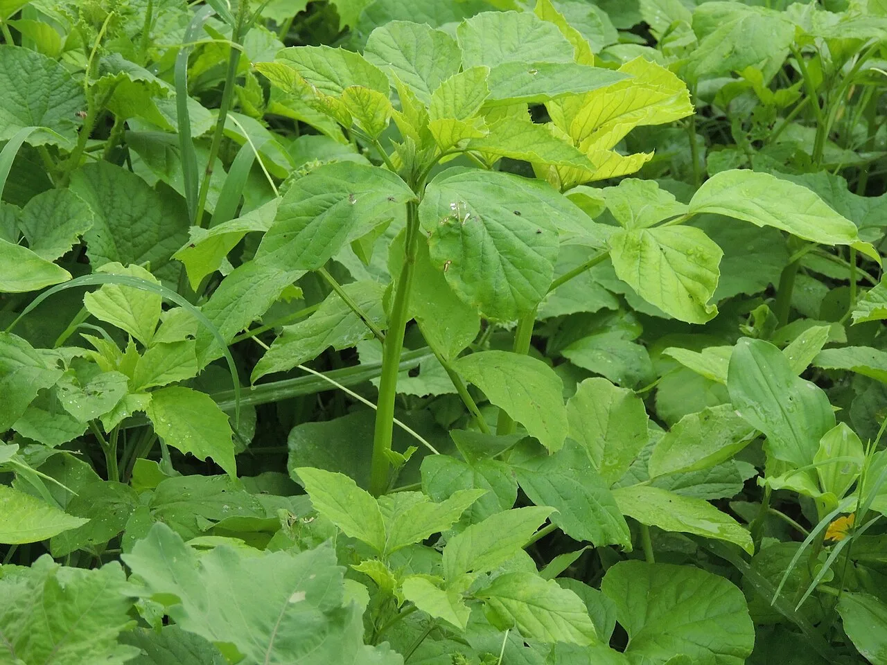Goma guar: o que é essa fibra dos rótulos, para que ela serve e quais cuidados exige