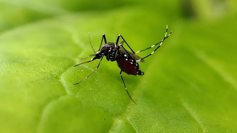 Idosos de 70 a 79 anos lideram incidência de dengue no DF e preocupam geriatras