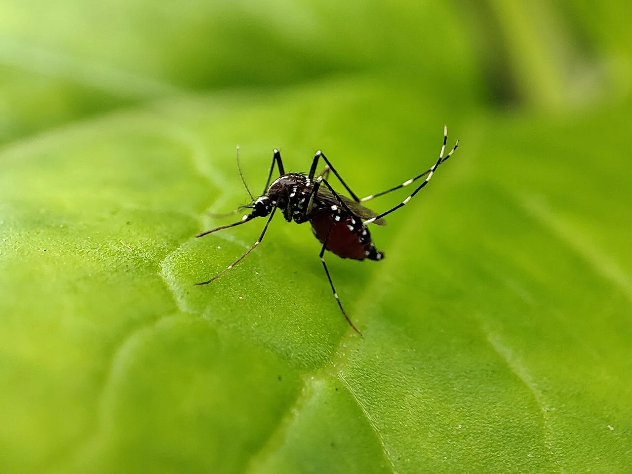 Idosos de 70 a 79 anos lideram incidência de dengue no DF e preocupam geriatras